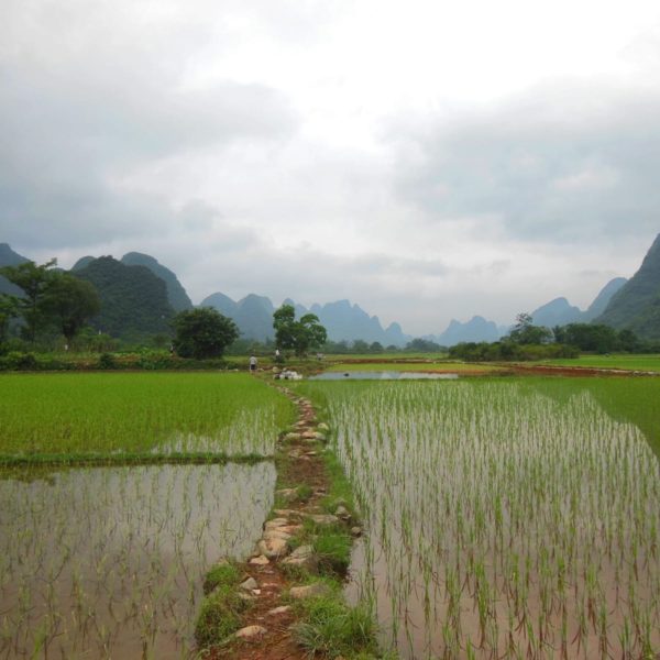 Luxury Vacation China Asia Yunnan Rice Field China Field Agriculture