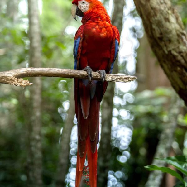 Nature Bird Costa Rica Yellow Parrot