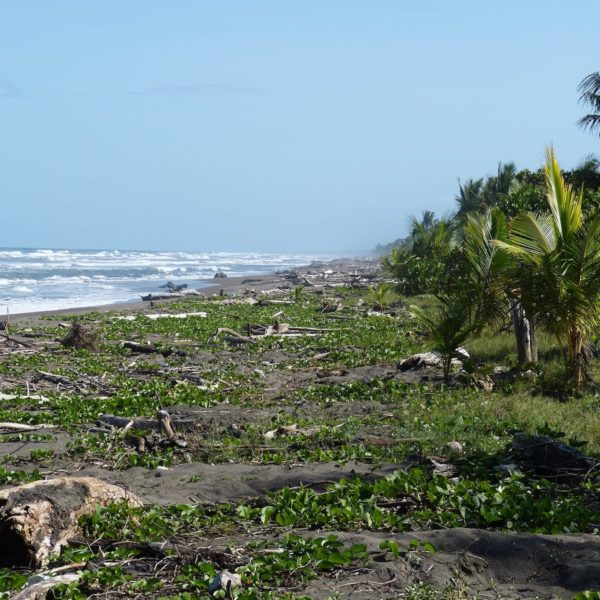 Pacific Costa Rica Beach Wood Baustamm Sea