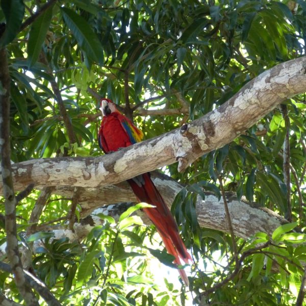 Parrot Bird Costa Rica Central America