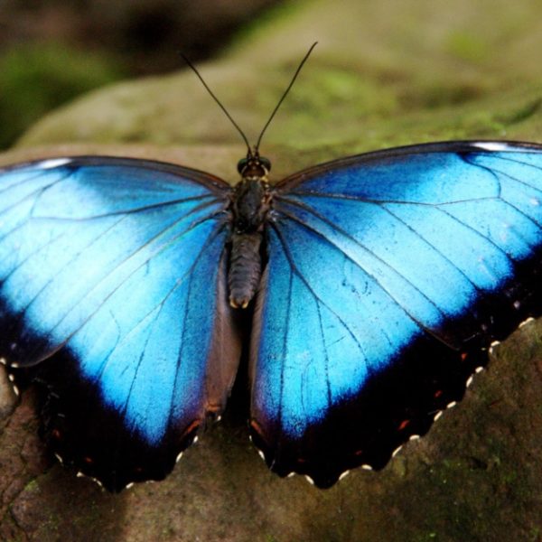 Rainforest Butterfly