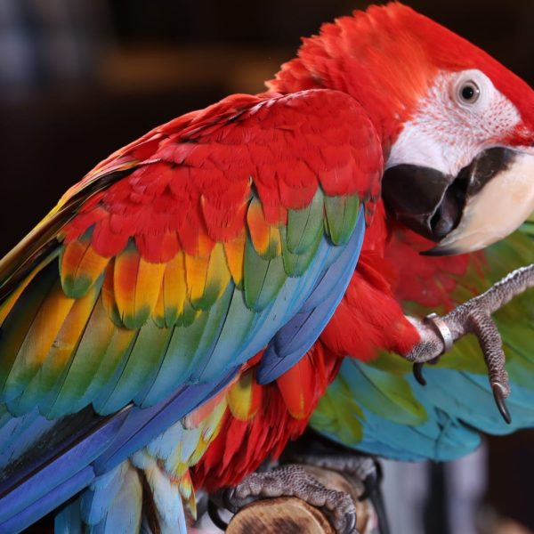 Scarlet Macaw Tropical Bird Brazilian Rio Rainforest