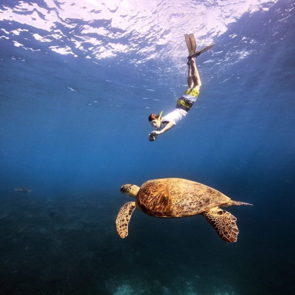 Sea Turtle Snorkling Great Barrier Reef Queensland Luxury Australia Vacation
