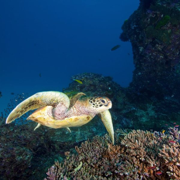 Sea Turtles Great Barrier Reef Queensland Luxury Australia Vacation
