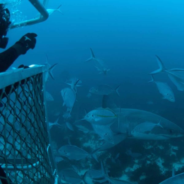 Shark Diving Neptune Islands Sa Luxury Australia Vacation