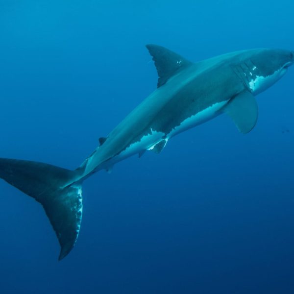 Shark Diving Neptune Islands Sa Luxury Australia Vacation