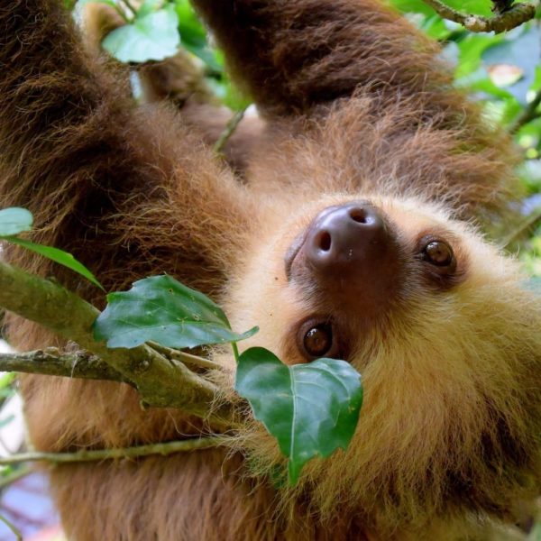 Sloth Costa Rica Puerto Viejo Rainforest Travel