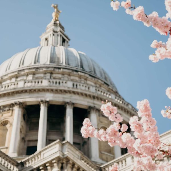 st pauls cathedral blossoms in spring