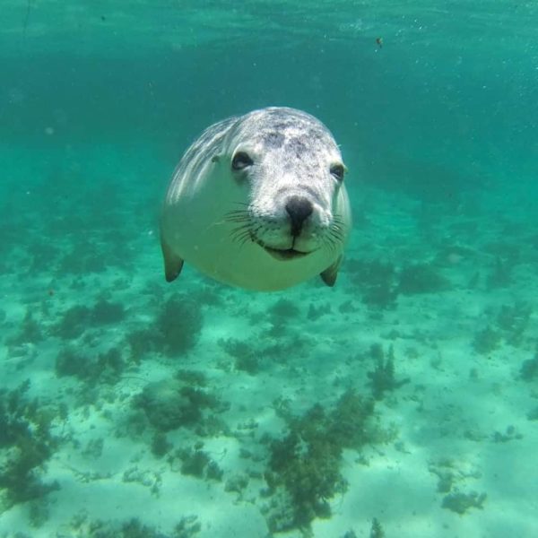 Swimming With Sea Lions Bairds Bay Sa Luxury Australia Vacation