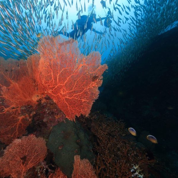 Thailand Luxury Honeymoon Vacation Adventure Excursion Scuba Diving School Fish