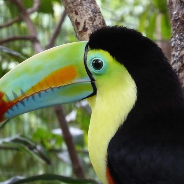 Toucan Central America Costa Rica Colorful
