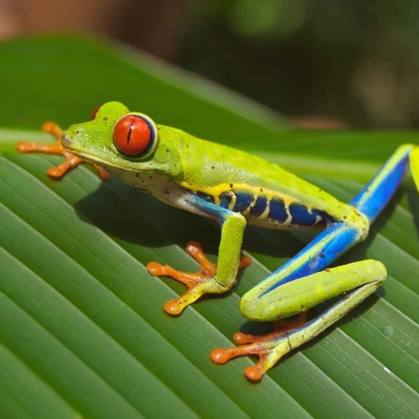 Tree Frog Frog Red Eyed Amphibian Nature Green