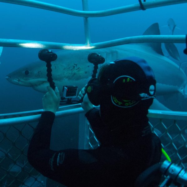Underwater Camera Shark Diving Neptune Islands Sa Luxury Australia Vacation